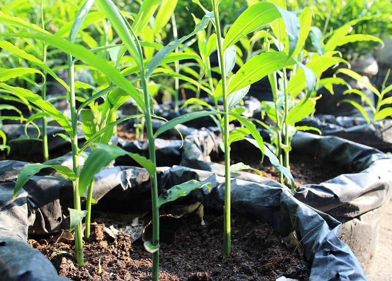 Detail Gambar Orang Menanam Jagung Nomer 46