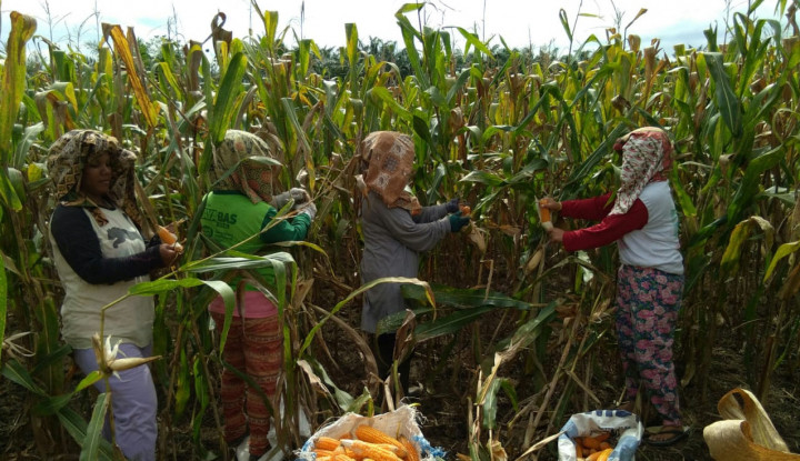 Detail Gambar Orang Menanam Jagung Nomer 56