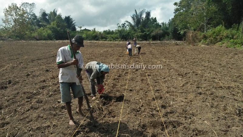 Detail Gambar Orang Menanam Jagung Nomer 8