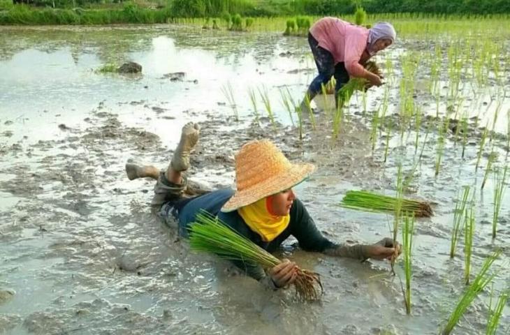 Detail Gambar Orang Menanam Padi Disawah Nomer 12