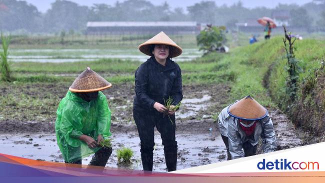 Detail Gambar Orang Menanam Padi Disawah Nomer 16