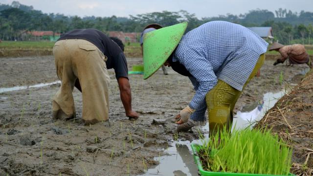 Detail Gambar Orang Menanam Padi Disawah Nomer 25