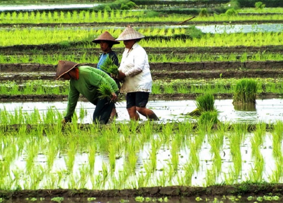 Detail Gambar Orang Menanam Padi Disawah Nomer 30