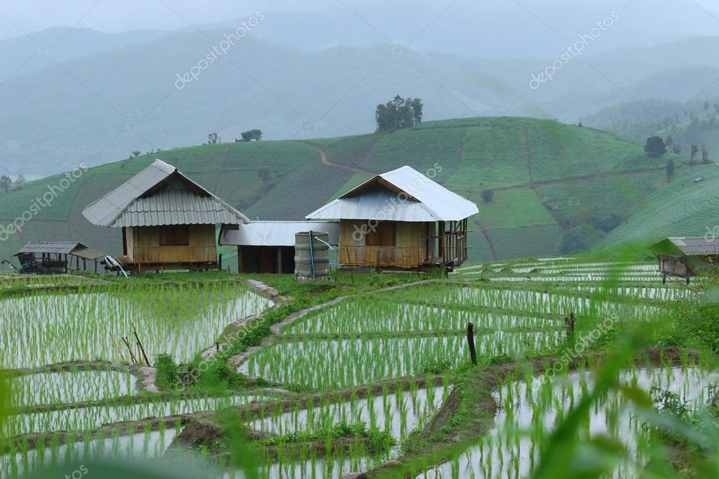 Detail Gambar Orang Menanam Padi Disawah Nomer 34