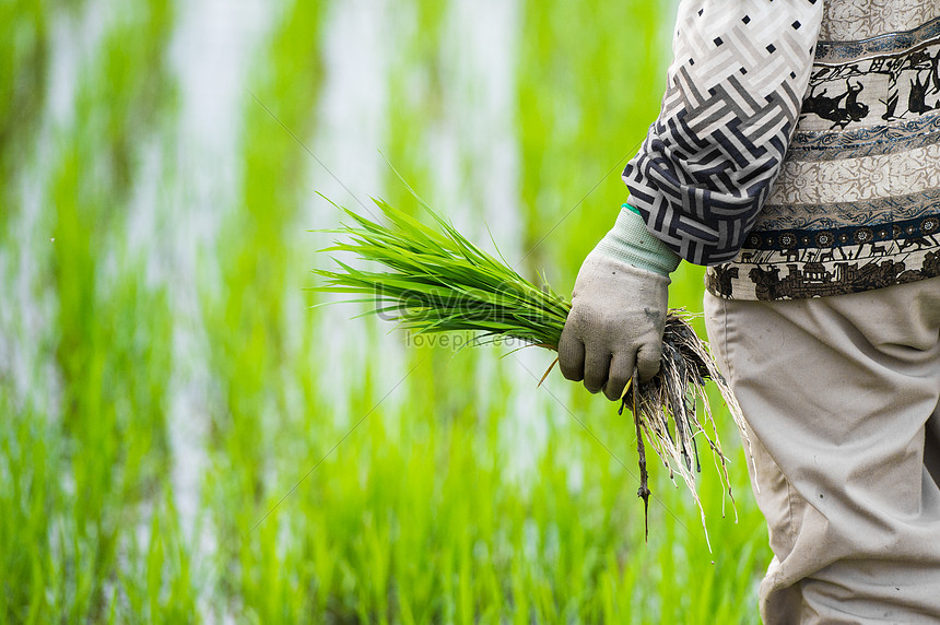 Detail Gambar Orang Menanam Padi Disawah Nomer 35