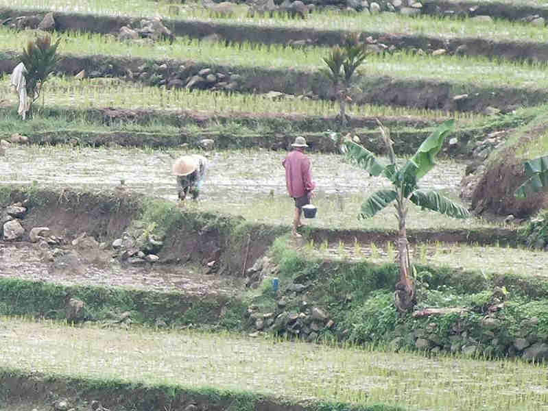 Detail Gambar Orang Menanam Padi Disawah Nomer 43