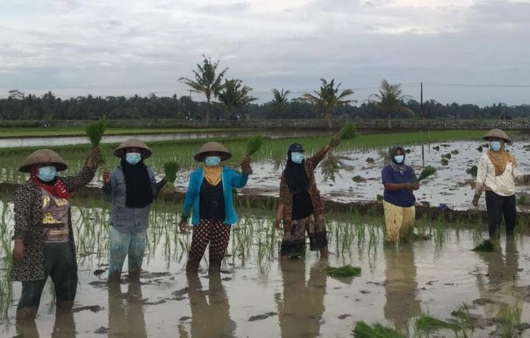 Detail Gambar Orang Menanam Padi Disawah Nomer 44