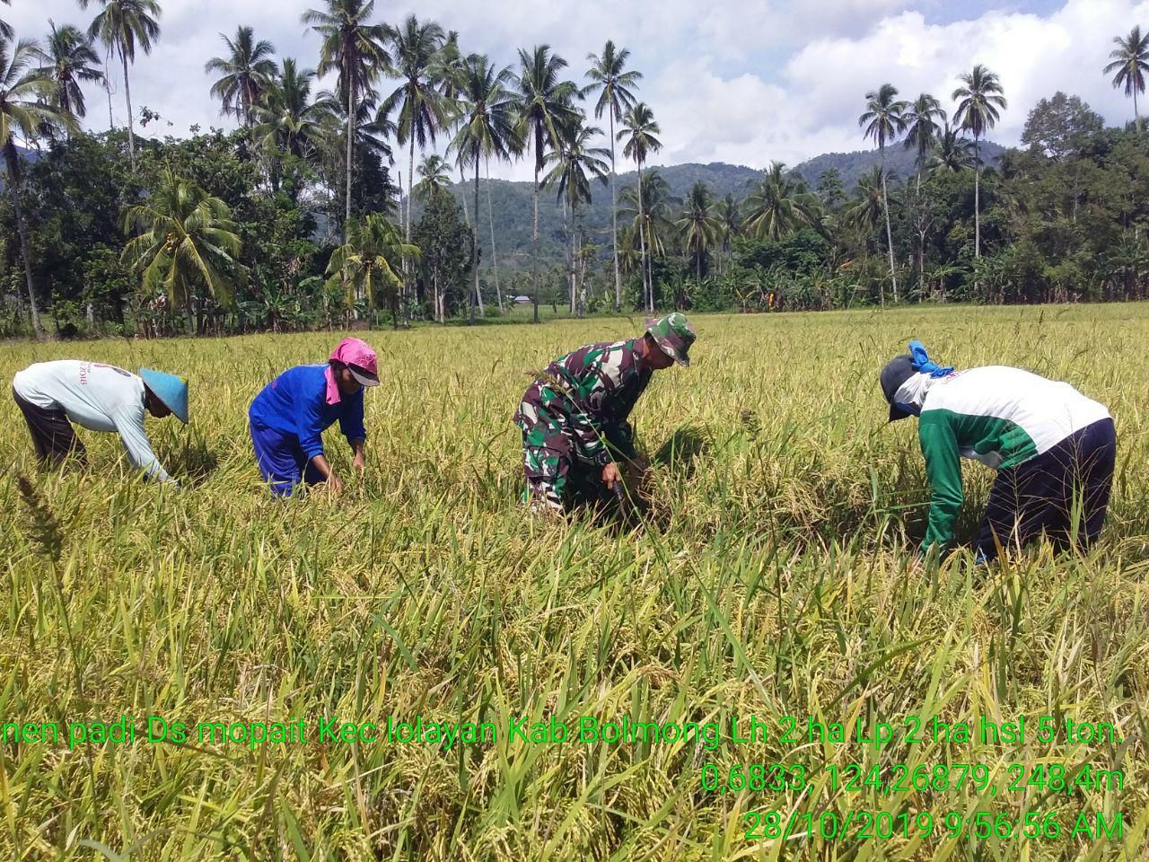 Detail Gambar Orang Menanam Padi Disawah Utk Diwarnai Nomer 26