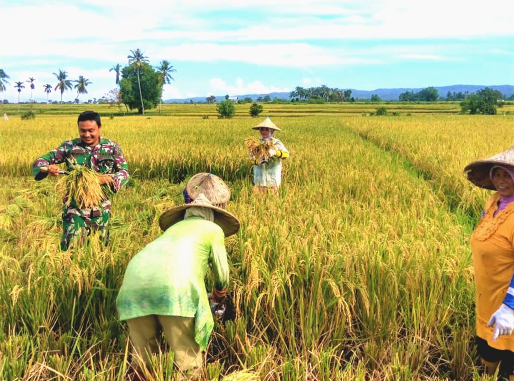 Detail Gambar Orang Menanam Padi Disawah Utk Diwarnai Nomer 30