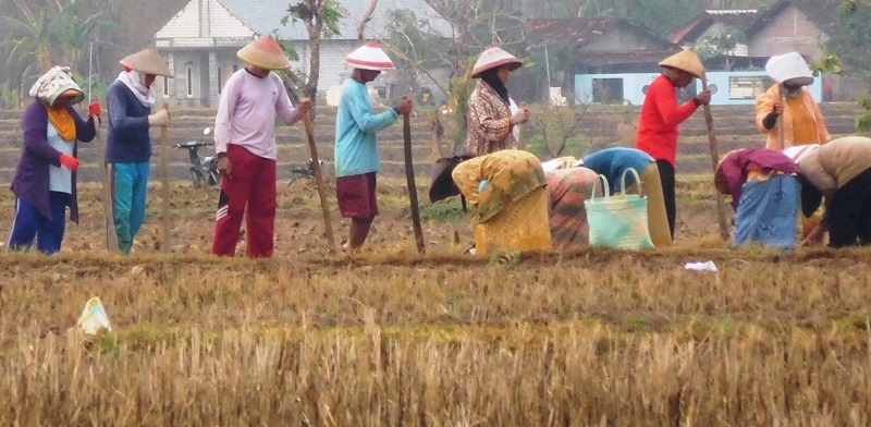 Detail Gambar Orang Menanam Padi Disawah Utk Diwarnai Nomer 38