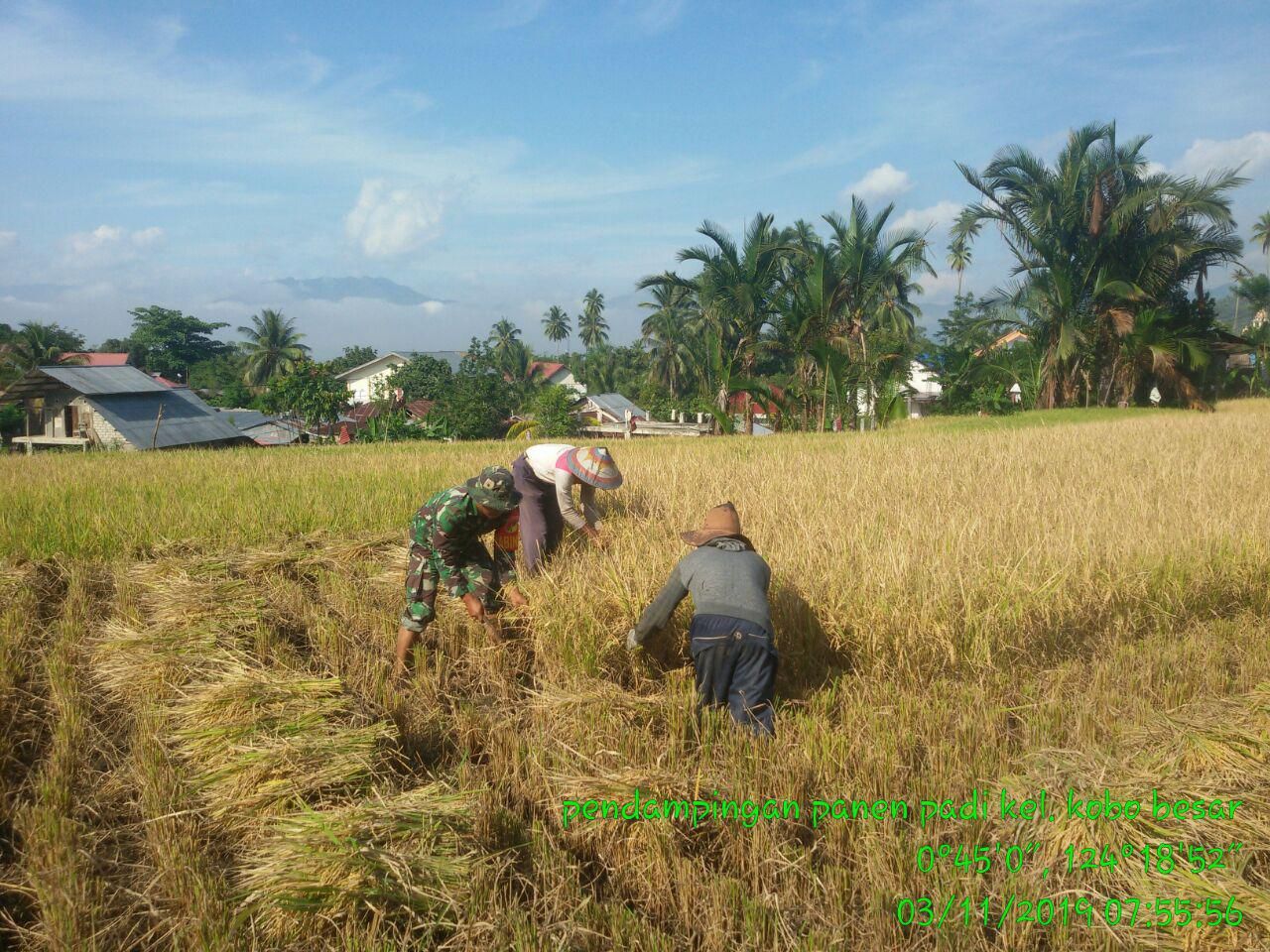 Detail Gambar Orang Menanam Padi Disawah Utk Diwarnai Nomer 46