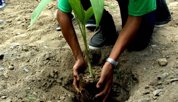 Detail Gambar Orang Menanam Pohon Nomer 34