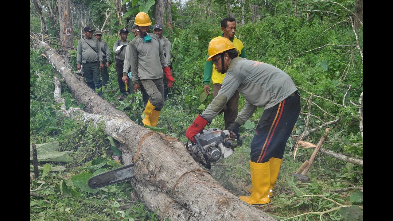 Detail Gambar Orang Menebang Hutan Nomer 14