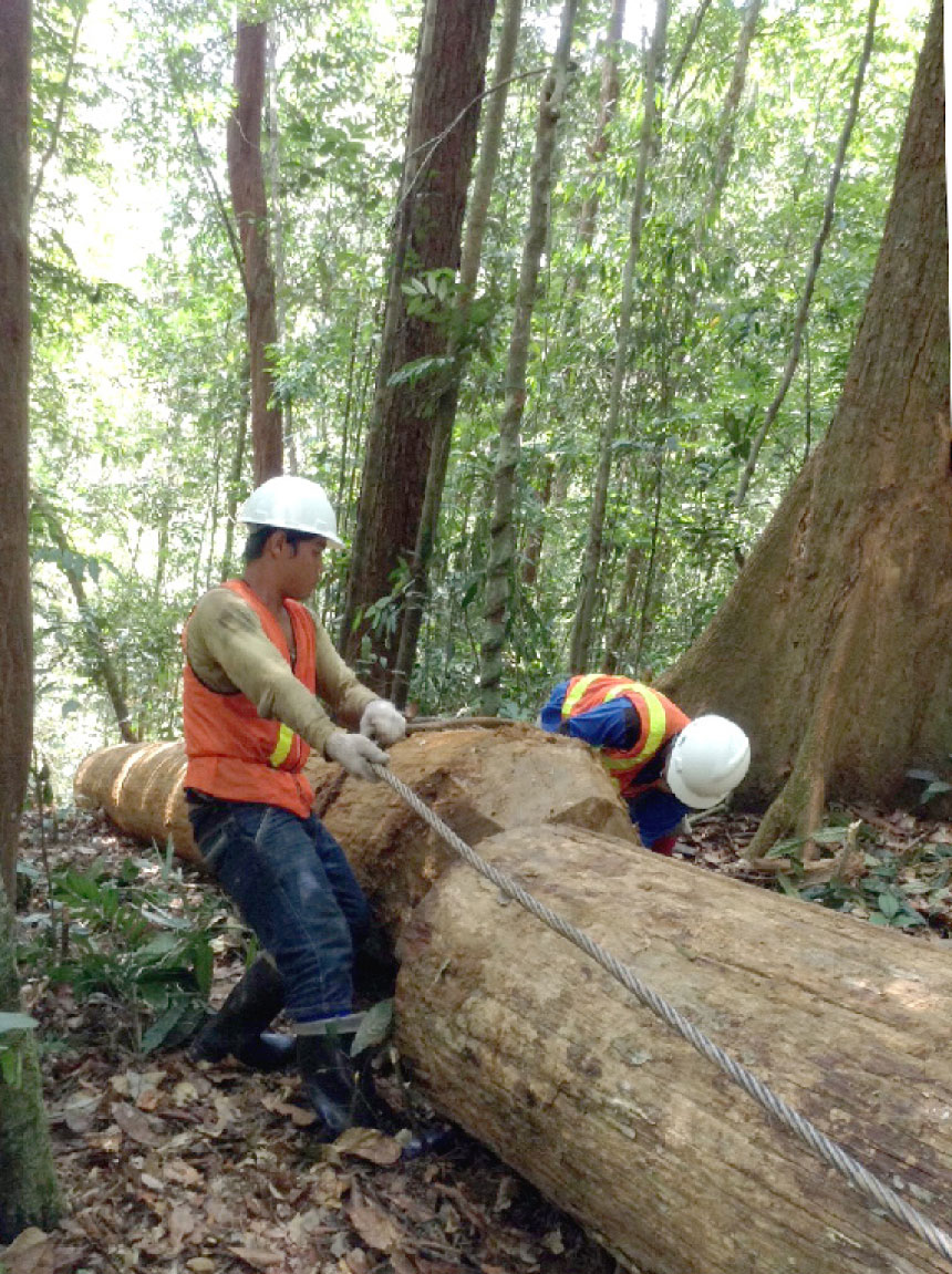 Detail Gambar Orang Menebang Hutan Nomer 3