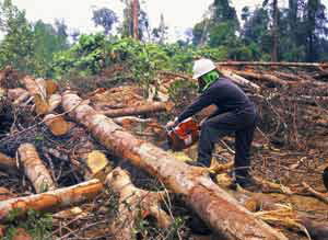 Detail Gambar Orang Menebang Hutan Nomer 27