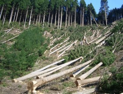 Detail Gambar Orang Menebang Hutan Nomer 47