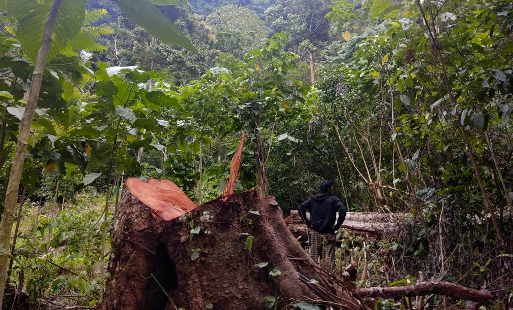 Detail Gambar Orang Menebang Hutan Nomer 48