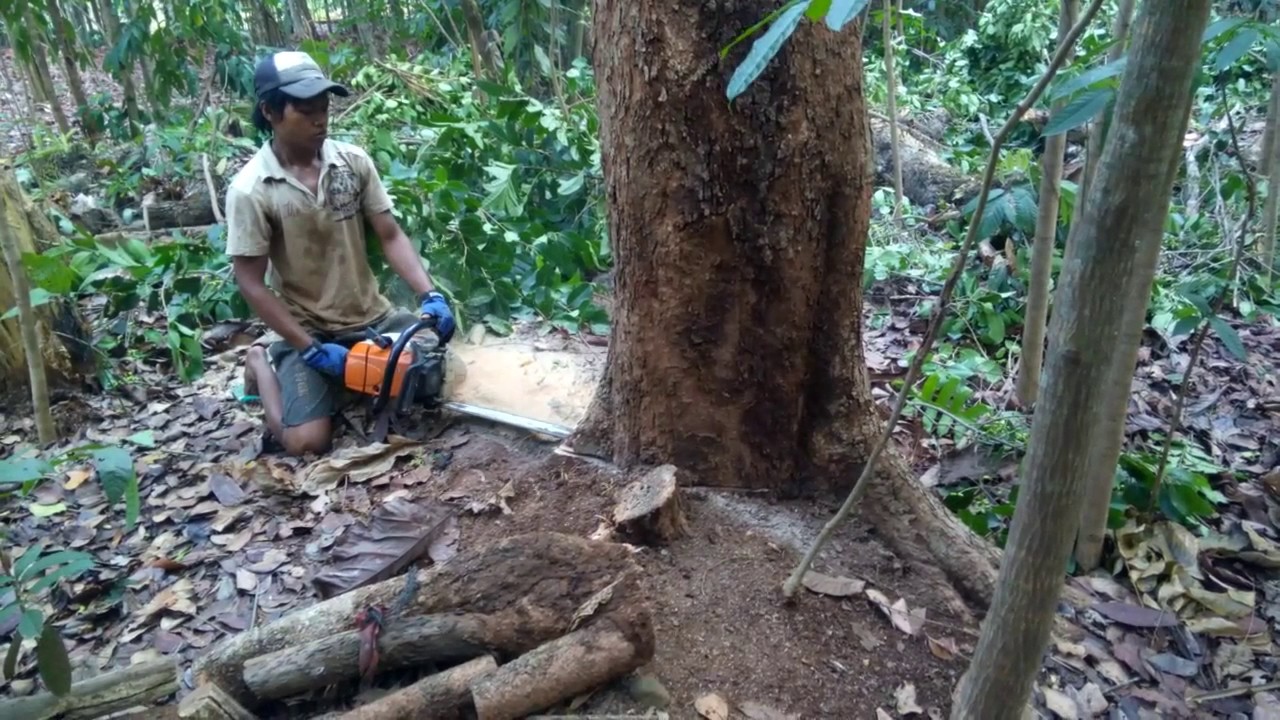 Detail Gambar Orang Menebang Hutan Nomer 7