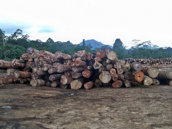 Detail Gambar Orang Menebang Pohon Komputer Nomer 34