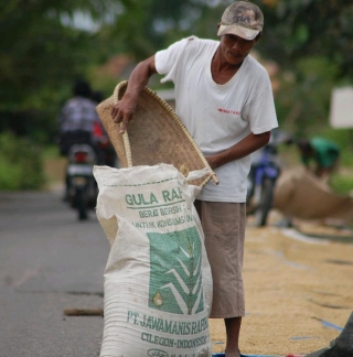 Detail Gambar Orang Menjemur Padi Nomer 41