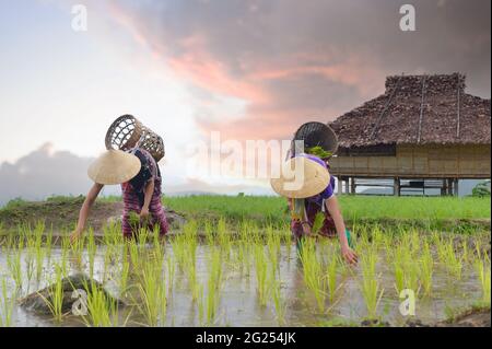 Detail Gambar Orang Nyangkul Nomer 50