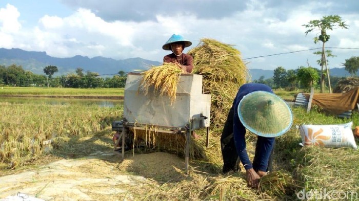 Gambar Orang Panen Padi Di Sawah - KibrisPDR