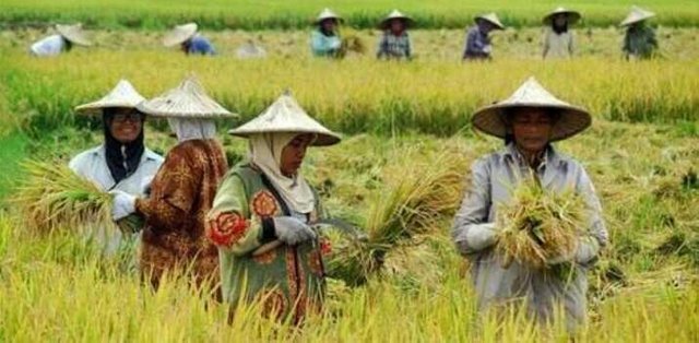 Detail Gambar Orang Panen Padi Di Sawah Nomer 14