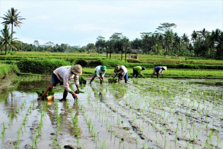 Detail Gambar Orang Panen Padi Di Sawah Nomer 17