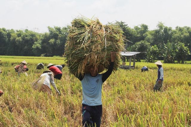 Detail Gambar Orang Panen Padi Di Sawah Nomer 24