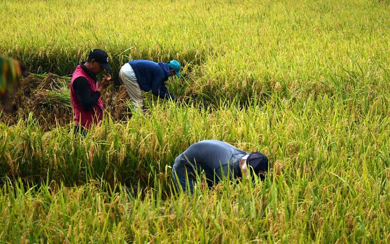 Detail Gambar Orang Panen Padi Di Sawah Nomer 37