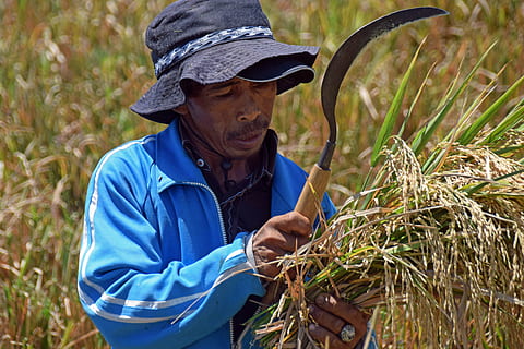 Detail Gambar Orang Panen Padi Di Sawah Nomer 38