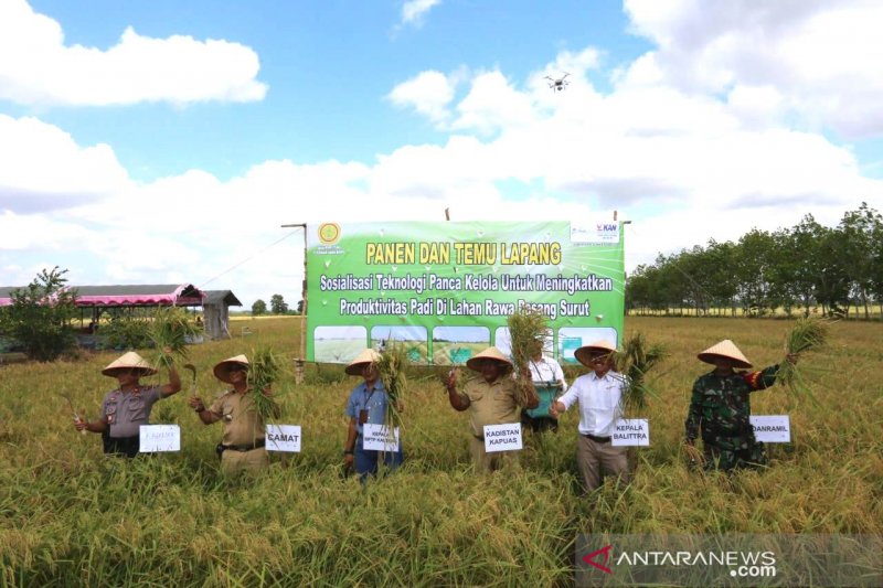 Detail Gambar Orang Panen Padi Di Sawah Nomer 44