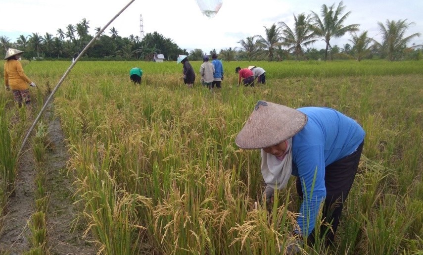 Detail Gambar Orang Panen Padi Di Sawah Nomer 51