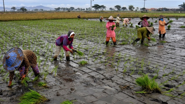 Detail Gambar Orang Petani Nomer 40