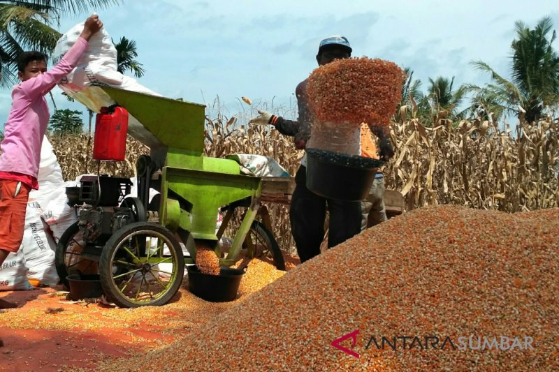 Detail Gambar Orang Sedang Memipil Jagung Nomer 11