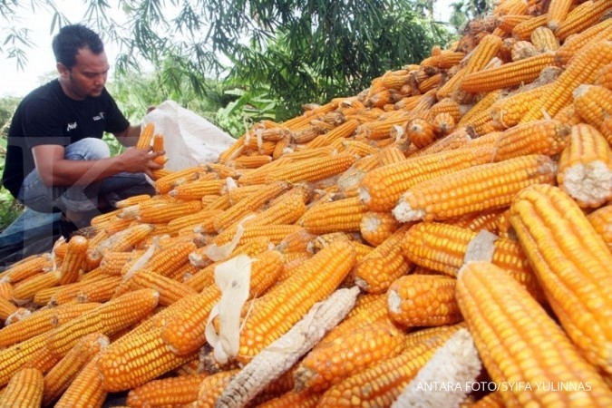 Detail Gambar Orang Sedang Memipil Jagung Nomer 4