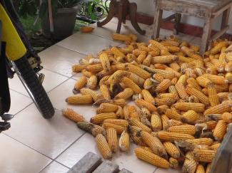 Detail Gambar Orang Sedang Memipil Jagung Nomer 40