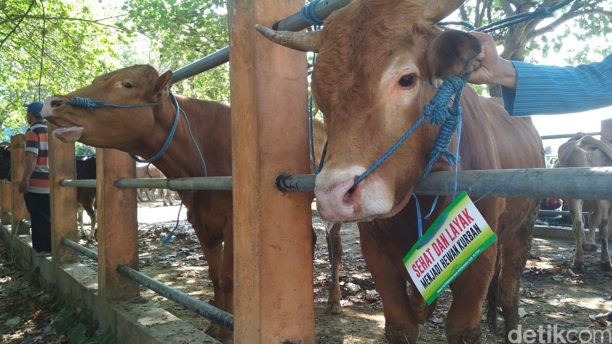 Detail Gambar Orang Sedang Qurban Nomer 23