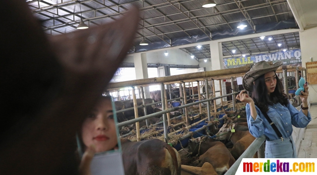 Detail Gambar Orang Sedang Qurban Nomer 36