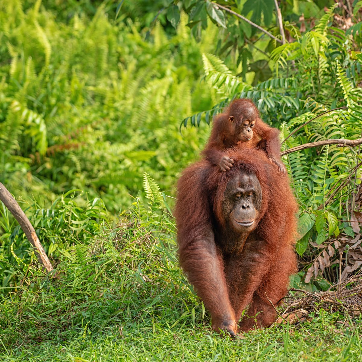 Detail Gambar Orang Utan Nomer 34