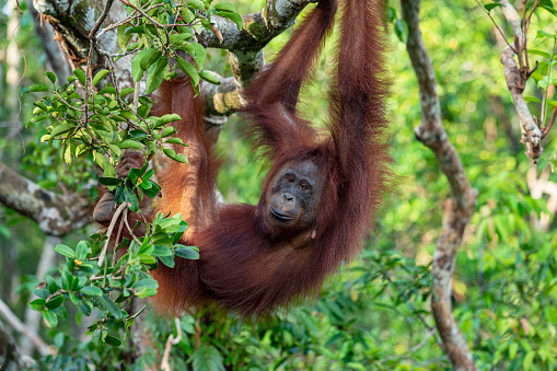 Detail Gambar Orang Utan Nomer 42