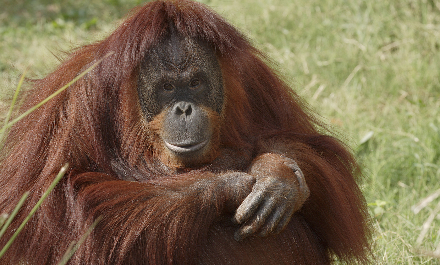 Detail Gambar Orang Utan Nomer 43