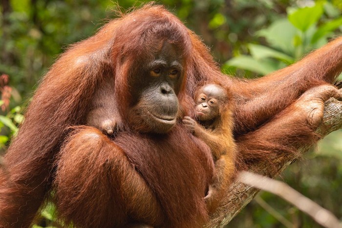 Detail Gambar Orang Utan Nomer 49