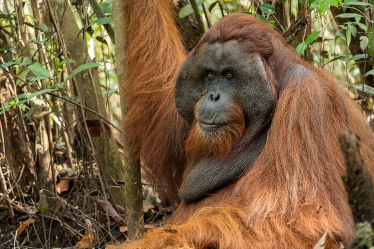 Gambar Orang Utan Kalimantan - KibrisPDR