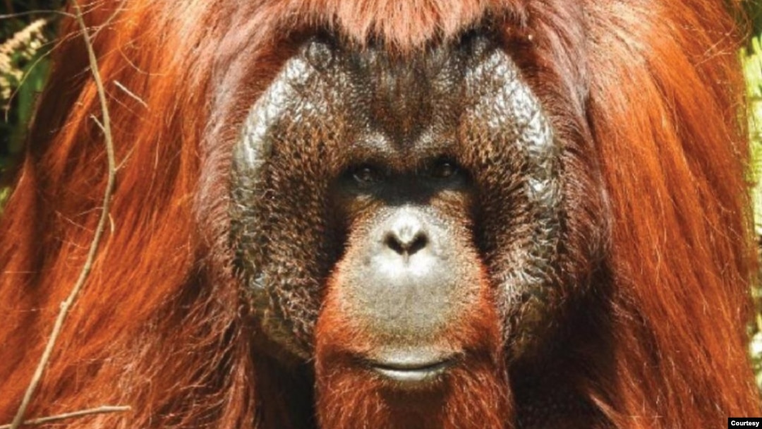 Download Gambar Orang Utan Kalimantan Nomer 11