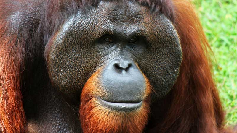 Detail Gambar Orang Utan Kalimantan Nomer 12