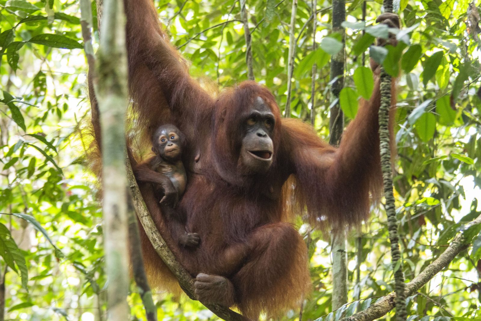 Detail Gambar Orang Utan Kalimantan Nomer 13