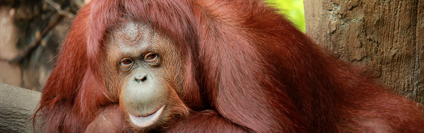 Detail Gambar Orang Utan Kalimantan Nomer 22