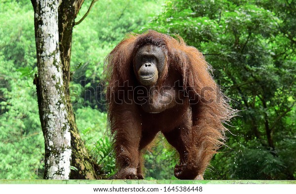 Detail Gambar Orang Utan Kalimantan Nomer 27