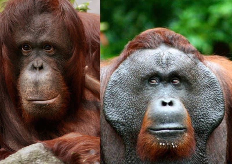 Detail Gambar Orang Utan Kalimantan Nomer 28